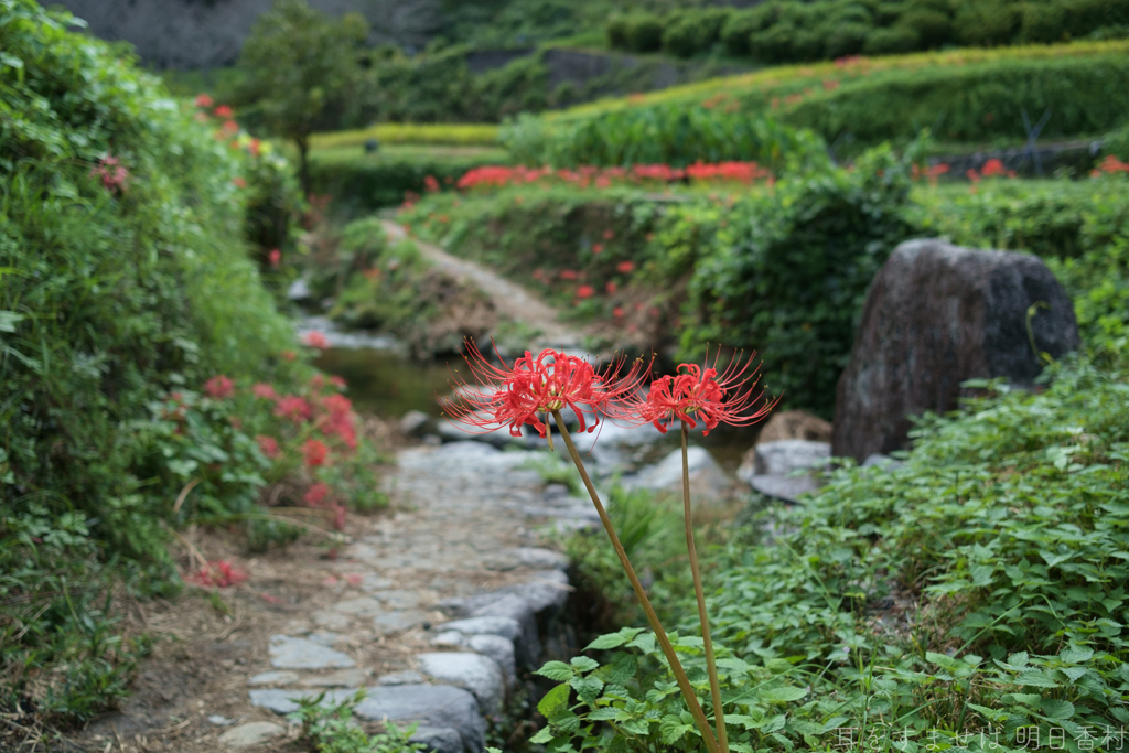 明日香村　大字稲渕