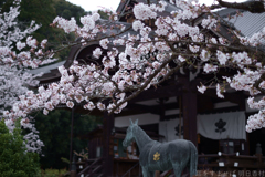 明日香村 大字橘 橘寺