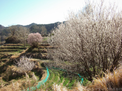 明日香村　大字稲渕