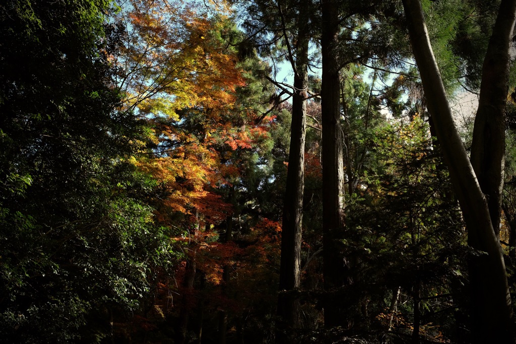 奈良　春日山原始林