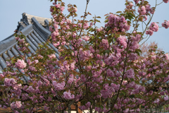 明日香村　大字立部