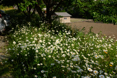 明日香村　大字立部
