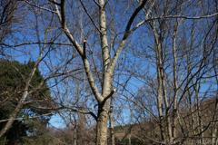 明日香村 大字祝戸( 国営飛鳥歴史公園 石舞台地区 ) 明日香村 大字祝戸( 国営飛鳥歴史公園 石舞台地区 )