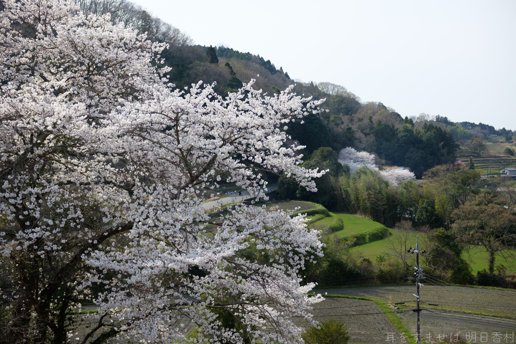 明日香村　大字稲渕（ 南渕請安墓 ）