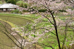 明日香村 大字島庄 明日香村 大字島庄