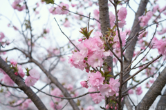 大和高田市　高田千本桜