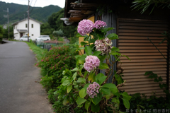 明日香村　大字祝戸