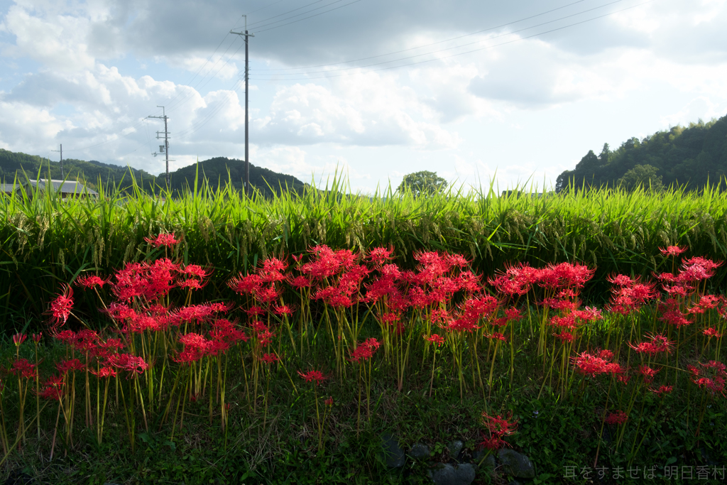 明日香村　大字岡