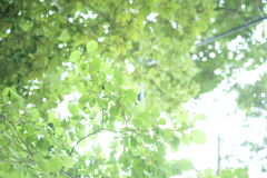 明日香村　大字御園