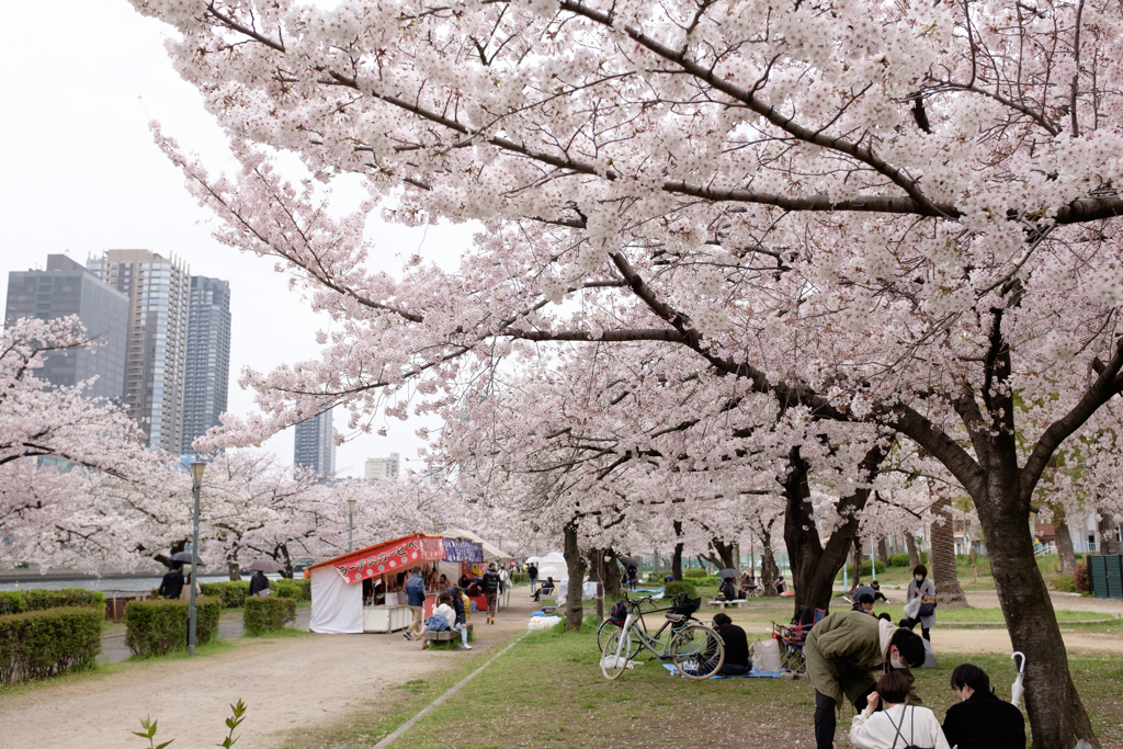 大阪市都島区　毛馬桜之宮公園の桜