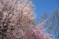 明日香村　大字稲渕