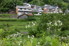 明日香村　大字稲渕