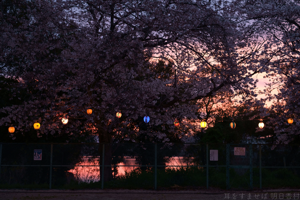 橿原市　菖蒲町