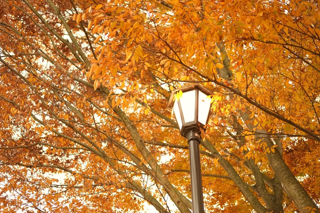 明日香村　国営飛鳥歴史公園 高松塚周辺地区