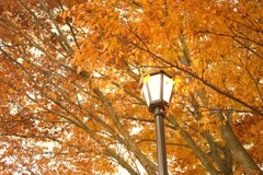 明日香村 国営飛鳥歴史公園 高松塚周辺地区 明日香村 国営飛鳥歴史公園 高松塚周辺地区