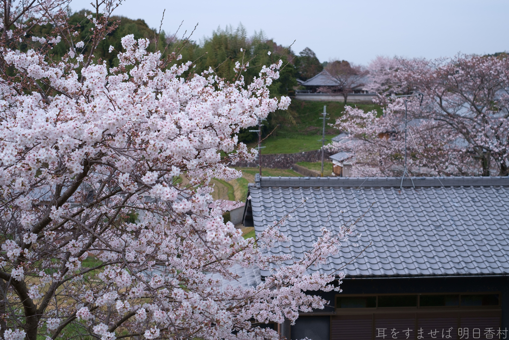 明日香村　大字立部
