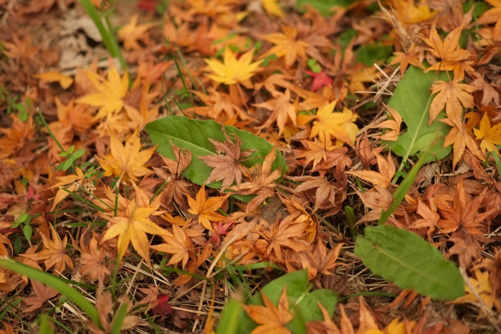 明日香村　国営飛鳥歴史公園 高松塚周辺地区