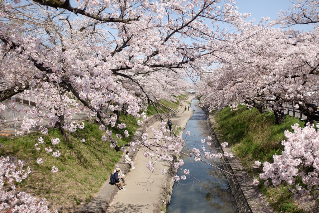 奈良県大和高田市　高田千本桜