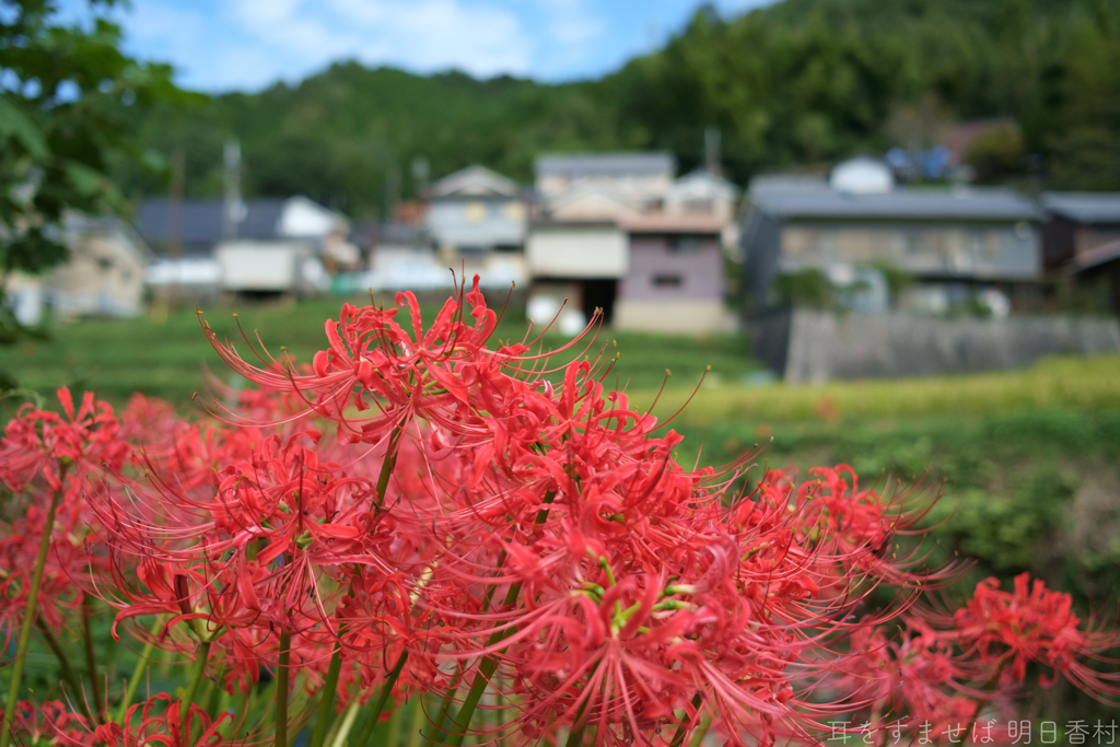 明日香村　大字稲渕