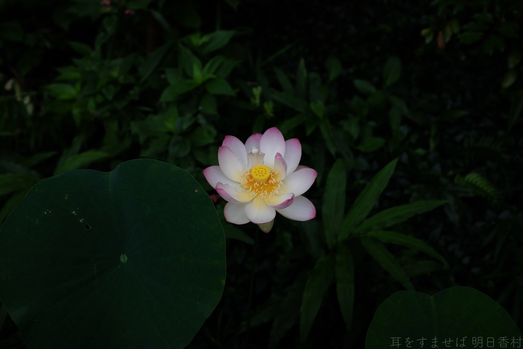 明日香村　大字岡