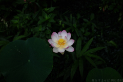 明日香村　大字岡