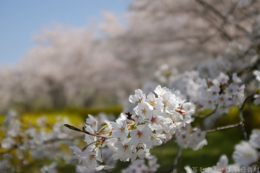 明日香村　大字阪田（ 坂田寺跡）