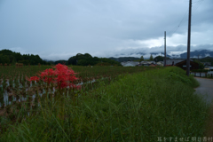 明日香村　大字橘