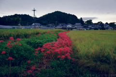 明日香村　大字橘
