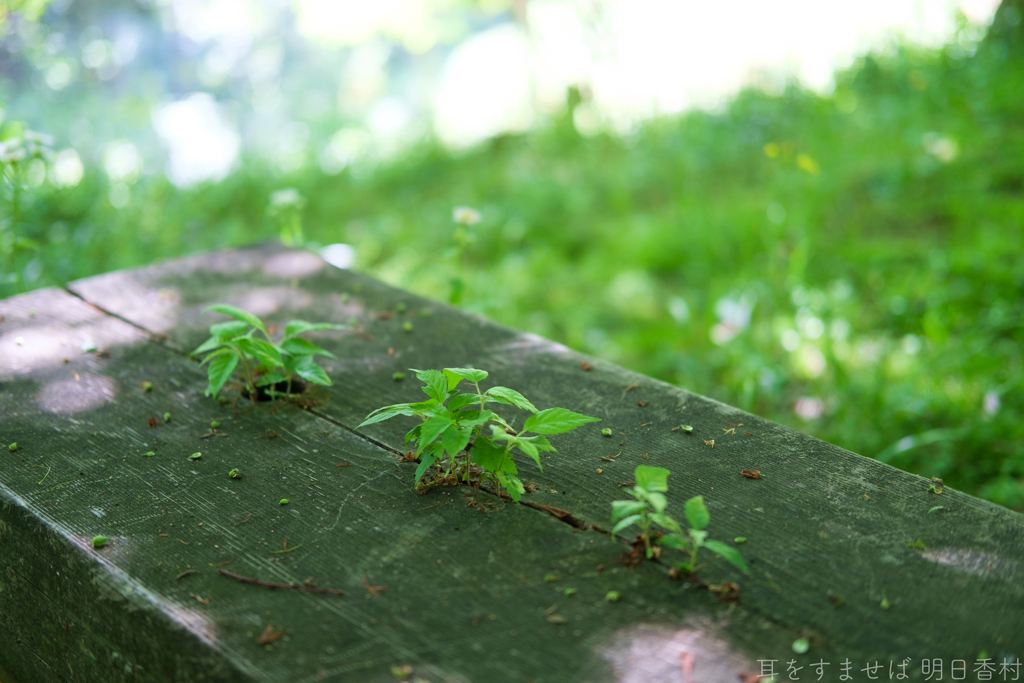 明日香村　大字豊浦