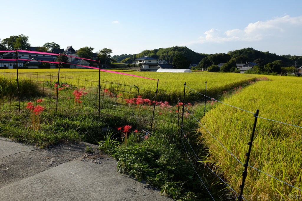 明日香村　大字橘