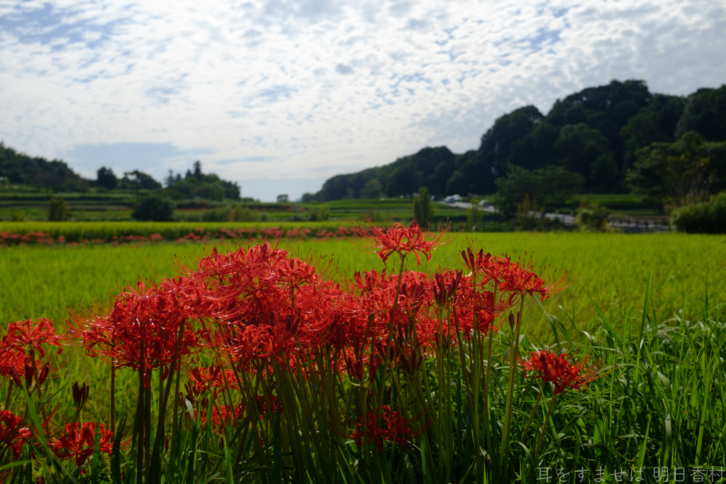 明日香村　大字岡