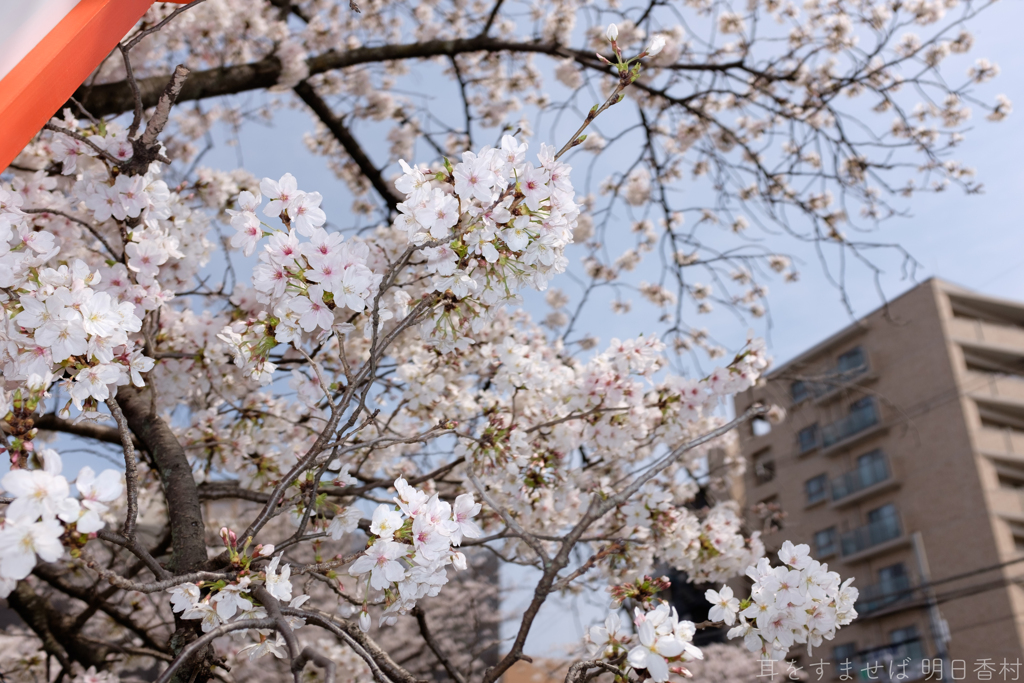奈良県大和高田市　高田千本桜