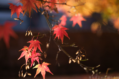 奈良県生駒郡斑鳩町　竜田川沿いの紅葉