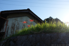 明日香村　大字橘