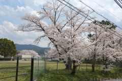 明日香村　大字川原