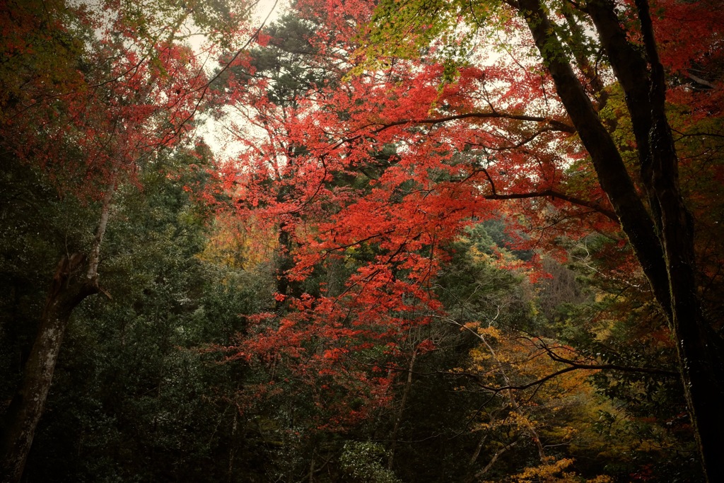 奈良　春日山原始林