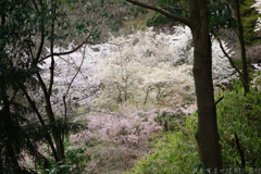 奈良県橿原市　万葉の森