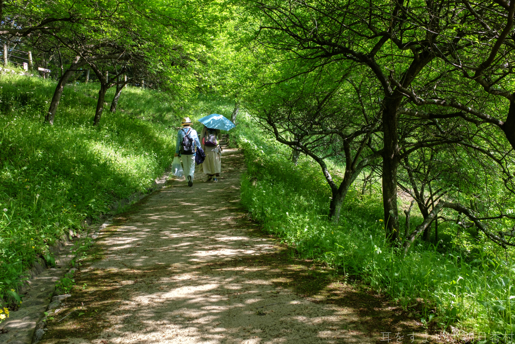 明日香村　大字豊浦