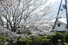明日香村　大字豊浦