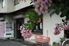 明日香村　大字御園