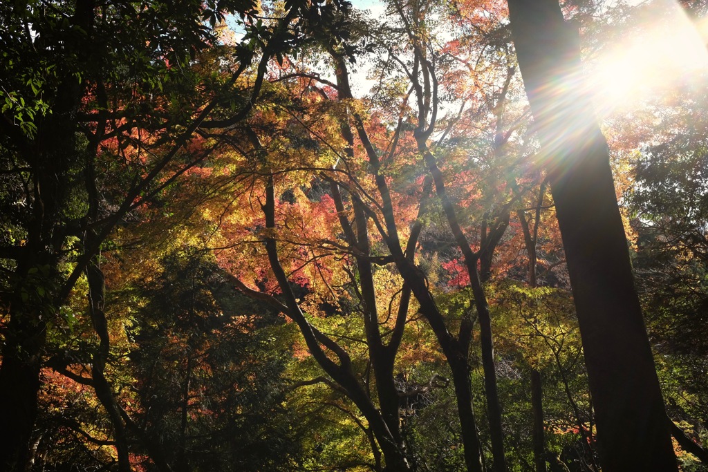 奈良　春日山原始林