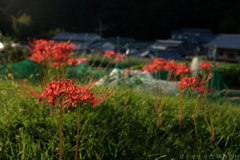 明日香村　大字祝戸