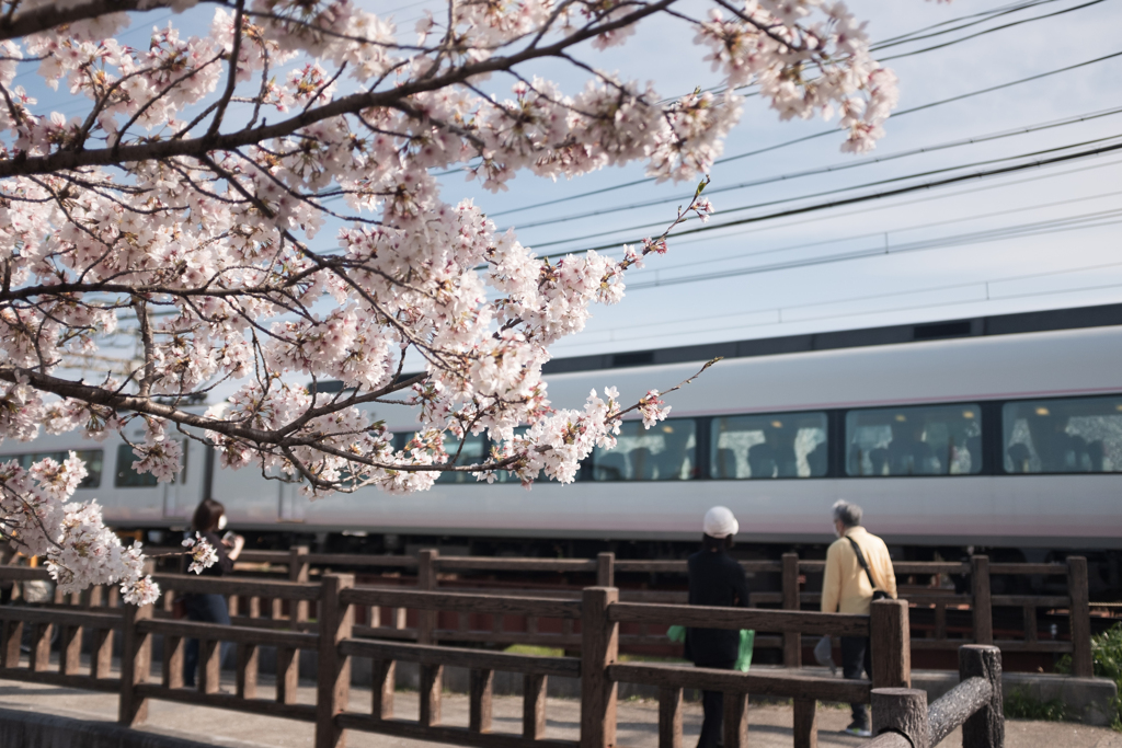 奈良県大和高田市　高田千本桜