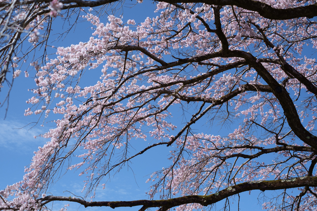 御所市楢原　九品寺のしだれ桜