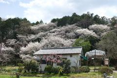 明日香村　大字豊浦　甘樫丘