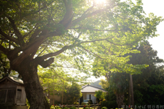明日香村　大字島庄