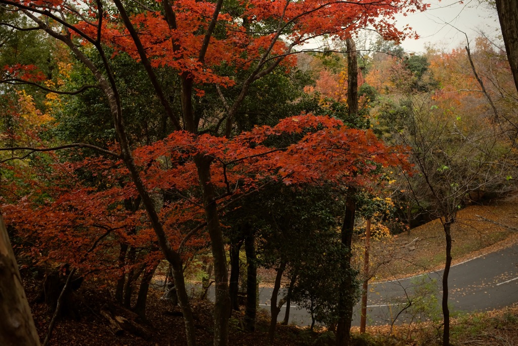 奈良　春日山原始林