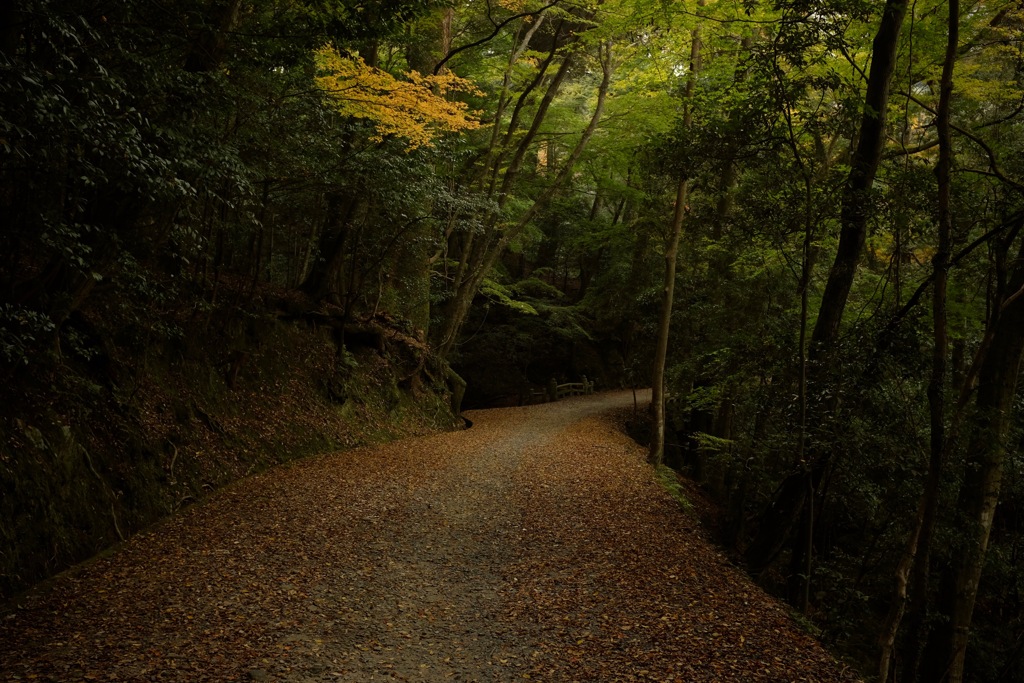 奈良　春日山原始林