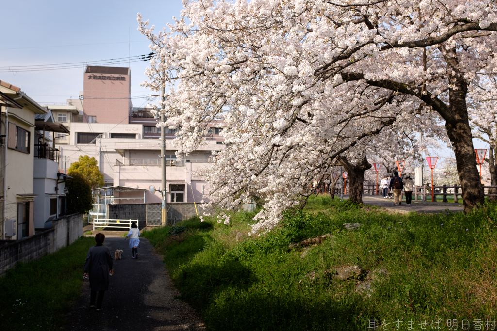 奈良県大和高田市　高田千本桜