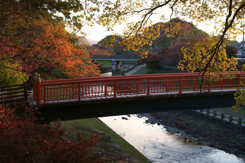 奈良県生駒郡斑鳩町　竜田川沿いの紅葉